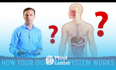 How Does the Digestive System Works – Dr Berg