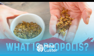 The Unique Benefits of Propolis Bee Glue – Dr Berg