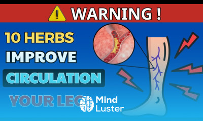 Top 10 Herbs That Will Transform Your Leg Circulation HealthHarmony Life