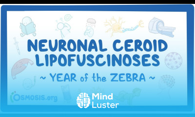 Neuronal ceroid lipofuscinoses Year of the Zebra