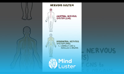 Clinical Cuts Anatomy and physiology of the nervous system