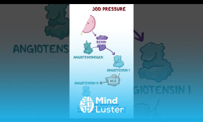 Renin angiotensin aldosterone system