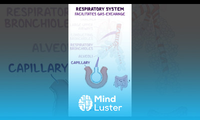 Clinical Cuts Respiratory system anatomy physiology