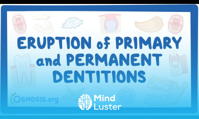 Eruption of primary and permanent dentitions