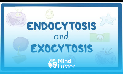 Endocytosis and exocytosis