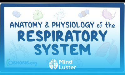Respiratory system anatomy physiology