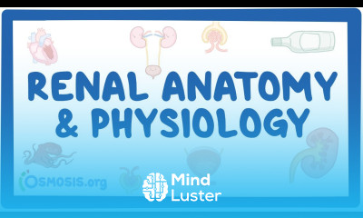 Renal anatomy and physiology