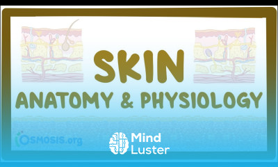 Skin anatomy and physiology