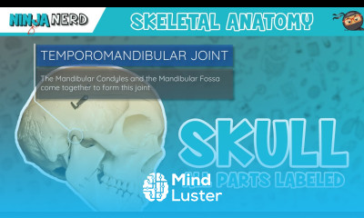Skull Anatomy With Labels Updated Version