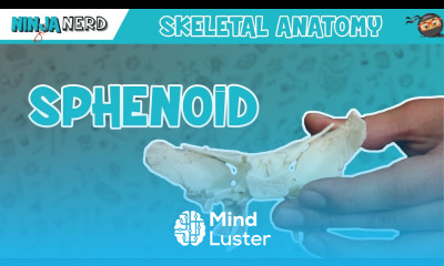 Sphenoid Bone Anatomy