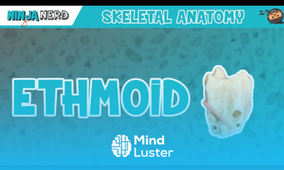 Ethmoid Bone Anatomy