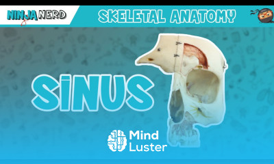 Sinus Skull Anatomy