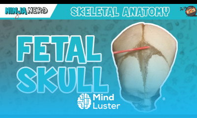 Fetal Skull Fontanelles Anatomy