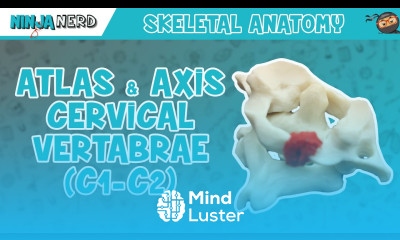 Atlas Axis Cervical Vertebrae C1 C2 Anatomy
