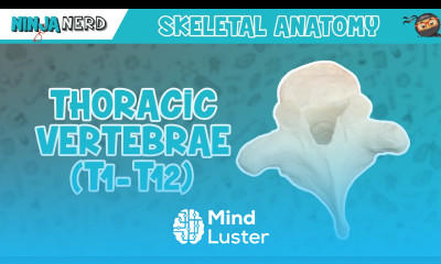 Thoracic Vertebrae T1 T12 Anatomy