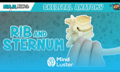 Rib and Sternum Anatomy