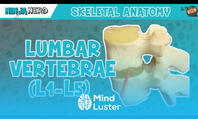 Lumbar Vertebrae L1 L5 Anatomy