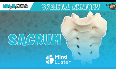 Sacrum Anatomy