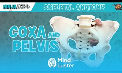 Coxa Pelvis Anatomy