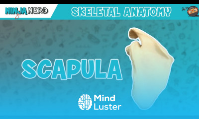 Scapula Anatomy
