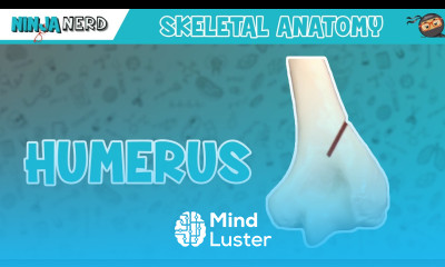 Humerus Anatomy