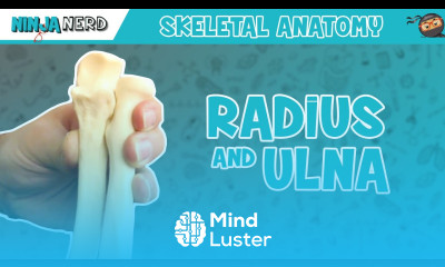 Radius and Ulna Anatomy