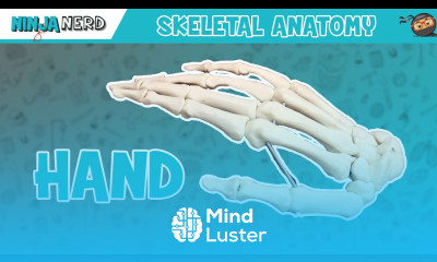 Hand Anatomy Bones of the Hand