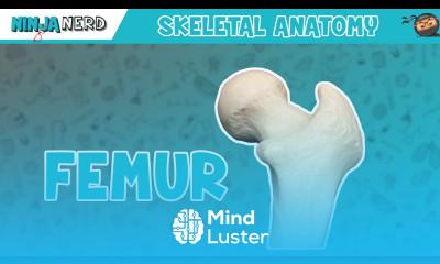 Femur Anatomy