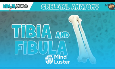 Tibia Fibula Anatomy