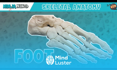 Foot Anatomy Bones of the Foot