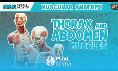 Muscles of the Thorax Abdomen Anatomy Model
