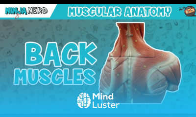 Muscles of the Back Anatomy Model