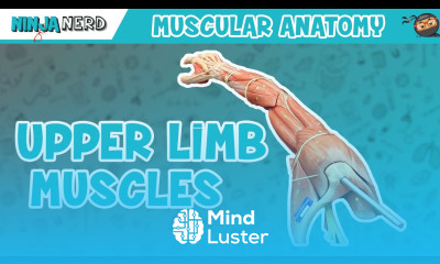 Muscles of the Upper Limb