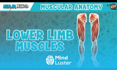 Muscles of the Lower Limb Anatomy Model