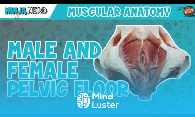 Muscles of the Male Female Pelvic Floor Anatomy Model
