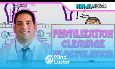 Embryology Fertilization Cleavage Blastulation