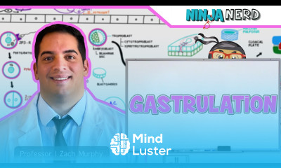 Embryology Gastrulation