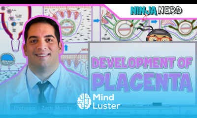 Embryology Development of the Placenta