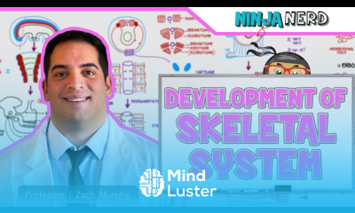 Embryology Development of Skeletal System