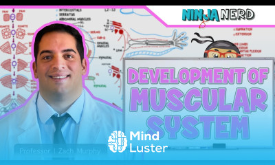 Embryology Development of Muscular System