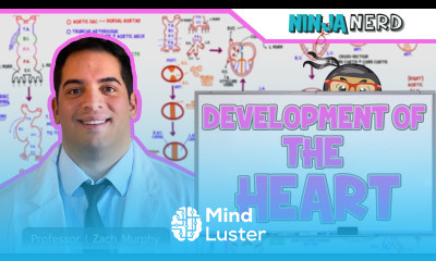 Embryology Development of the Heart ️