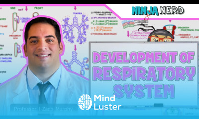 Embryology Development of the Respiratory System