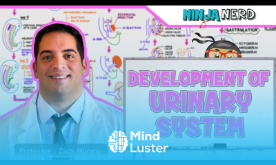 Embryology Development of the Urinary System