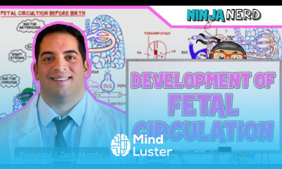 Embryology Development of Fetal Circulation