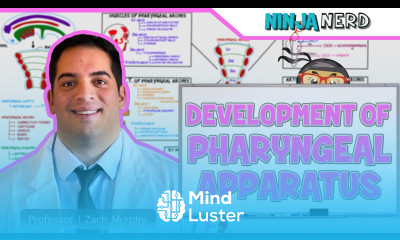 Embryology Development of Pharyngeal Apparatus