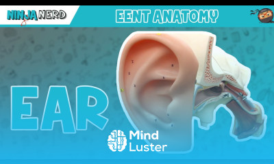 Special Senses Ear Anatomy Model