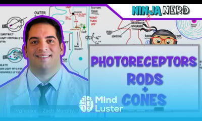Special Senses Photoreceptors Rods and Cones