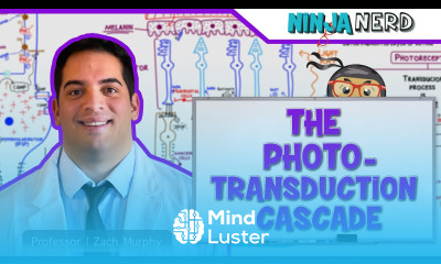 Special Senses The Phototransduction Cascade