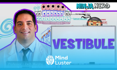 Special Senses Vestibule Maculae Utricle Saccule