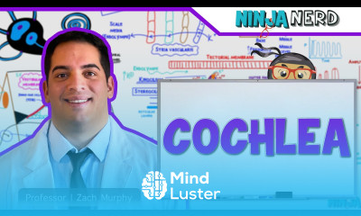 Special Senses Cochlea Spiral Organ of Corti